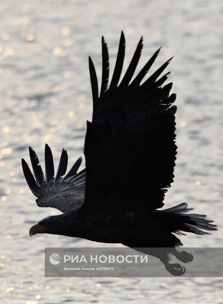 Животный мир бухты Золотой Рог во Владивостоке