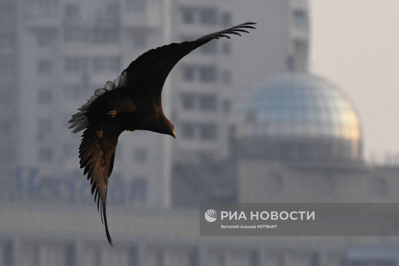 Животный мир бухты Золотой Рог во Владивостоке