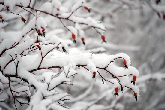 Снегопад в Москве
