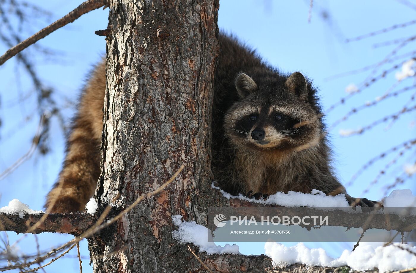 День влюбленных в природу в Московском зоопарке