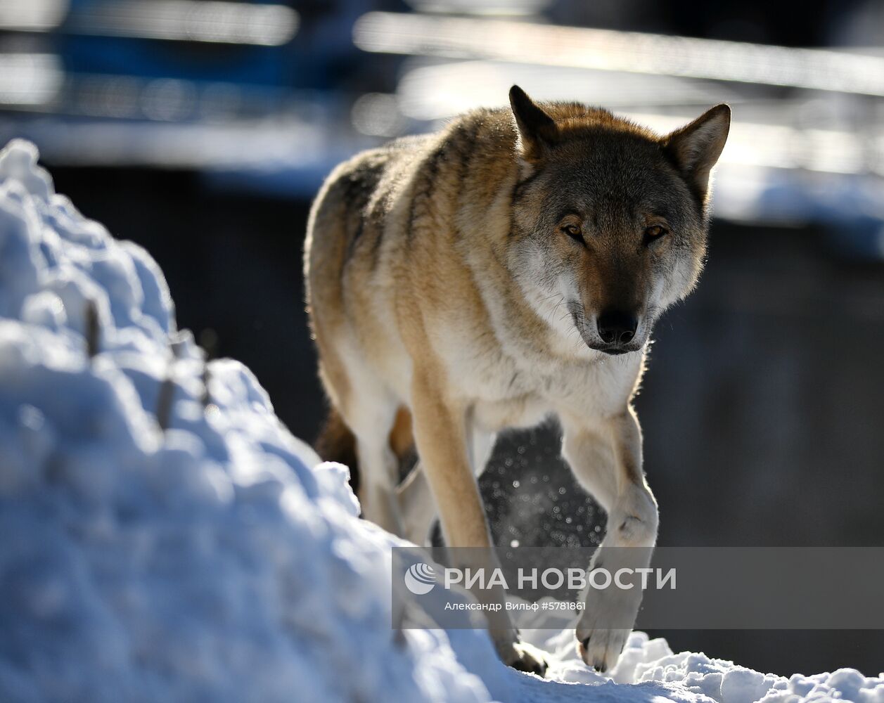 День влюбленных в природу в Московском зоопарке