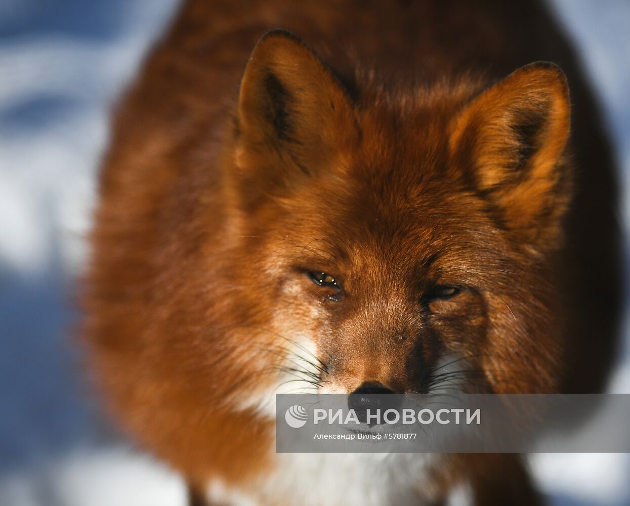 День влюбленных в природу в Московском зоопарке