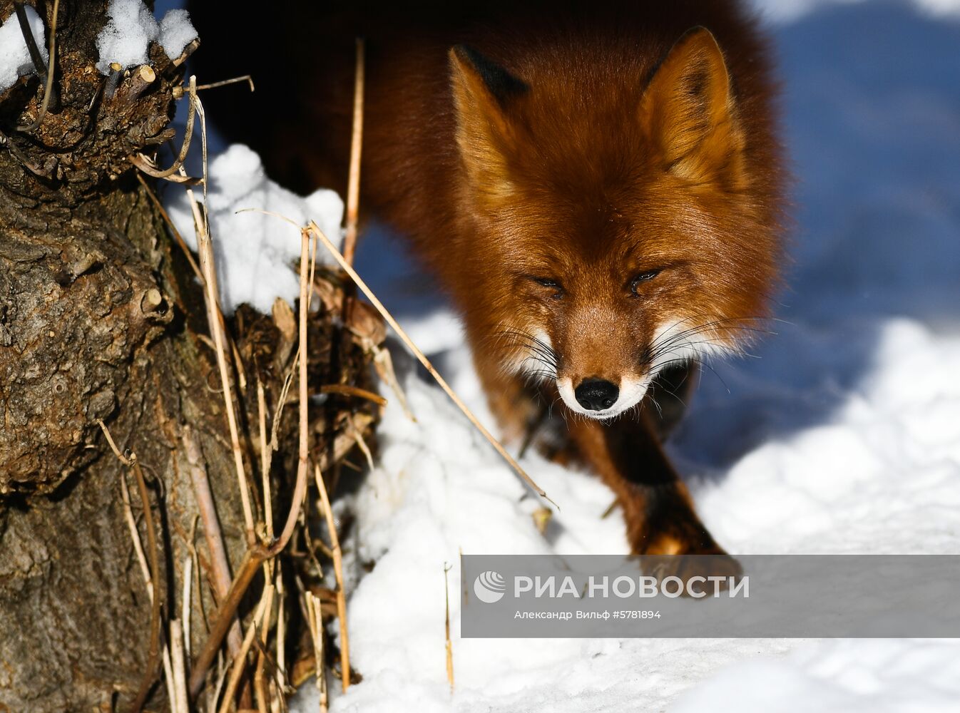 День влюбленных в природу в Московском зоопарке