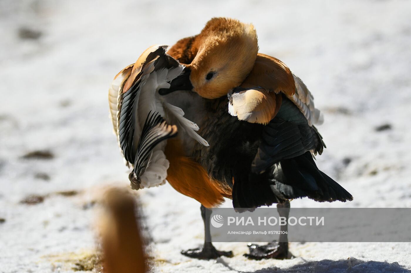 День влюбленных в природу в Московском зоопарке