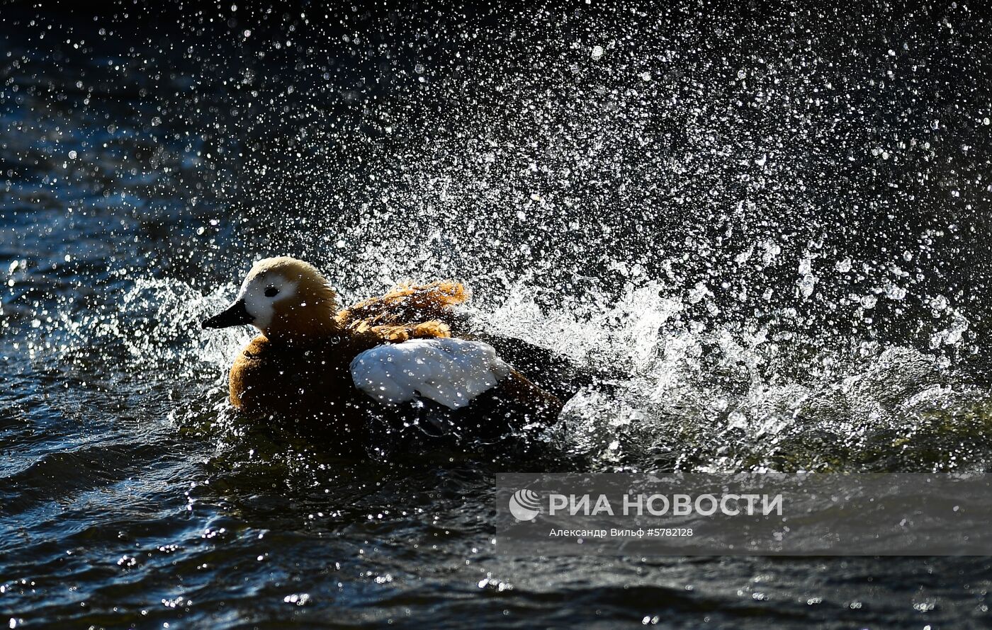 День влюбленных в природу в Московском зоопарке