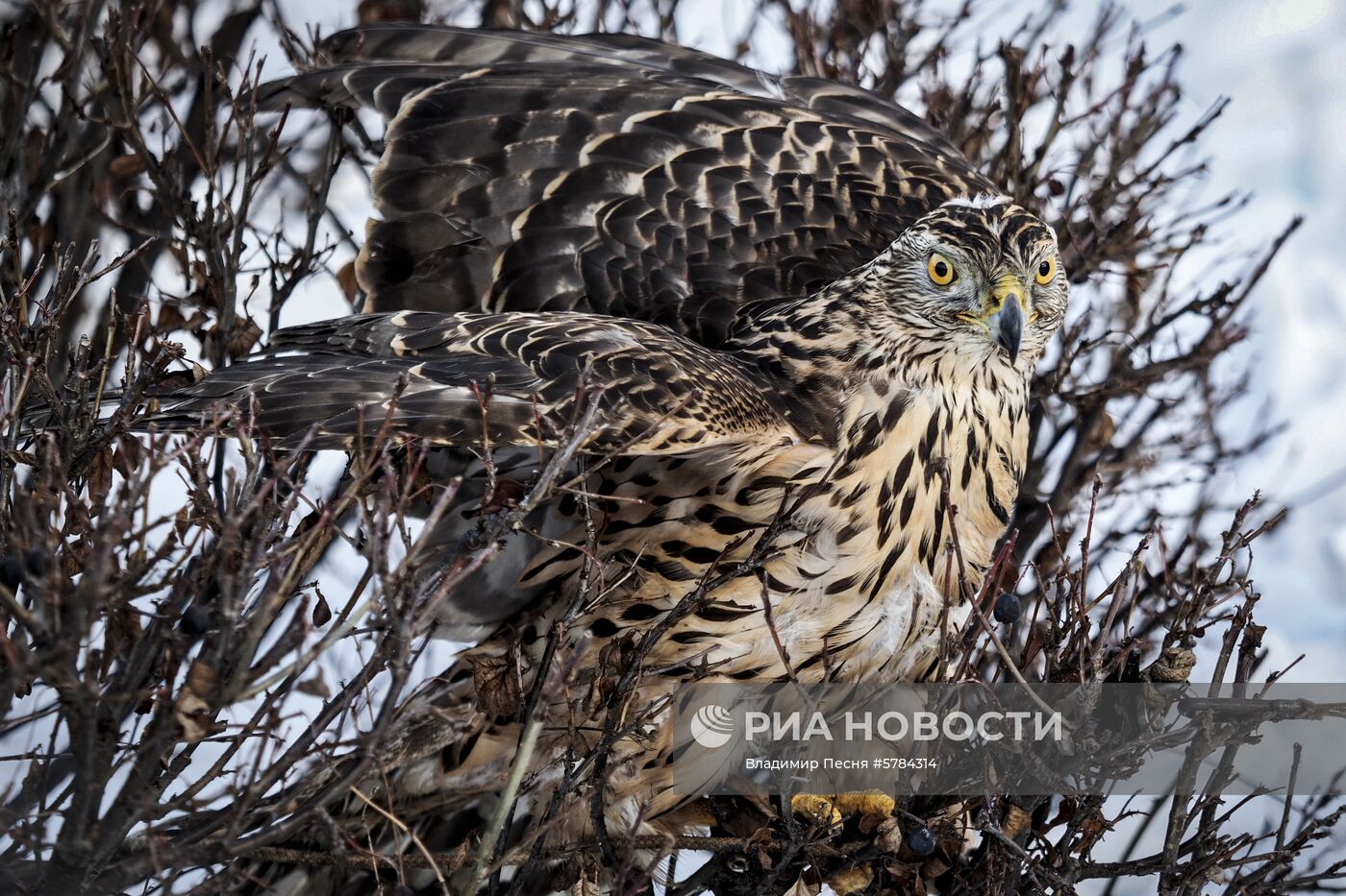 "Сокол-шоу" в парке "Сокольники"