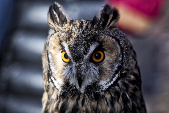 "Сокол-шоу" в парке "Сокольники"