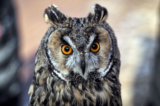 "Сокол-шоу" в парке "Сокольники"