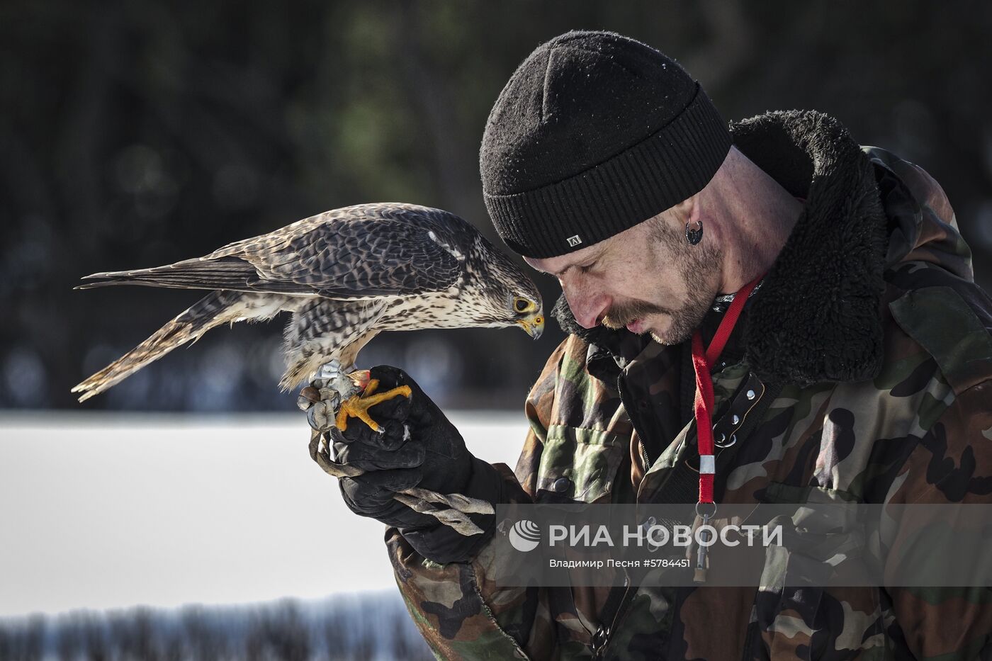 "Сокол-шоу" в парке "Сокольники"