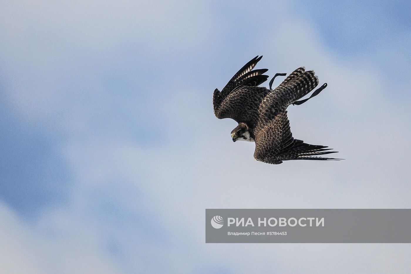 "Сокол-шоу" в парке "Сокольники"