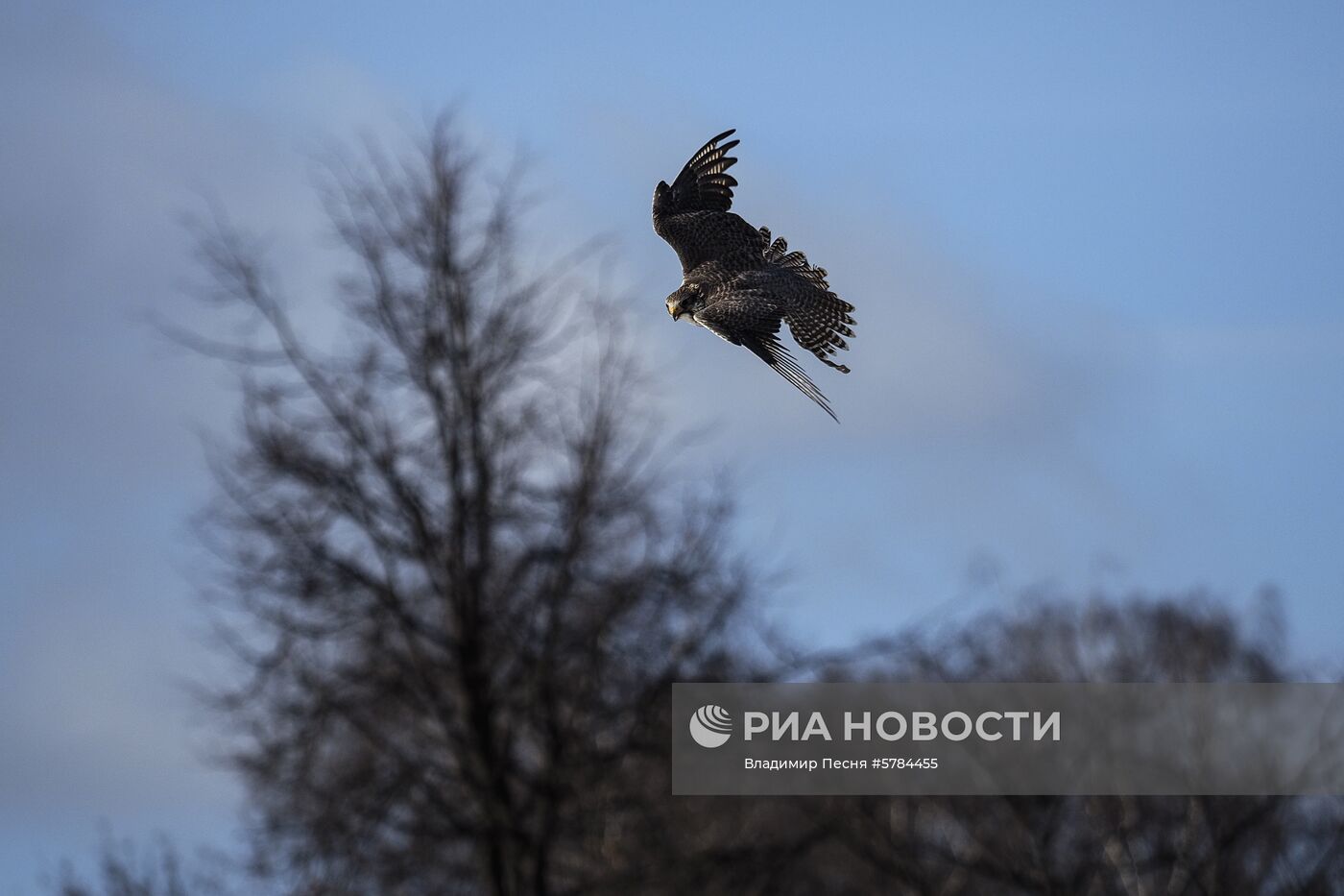 "Сокол-шоу" в парке "Сокольники"