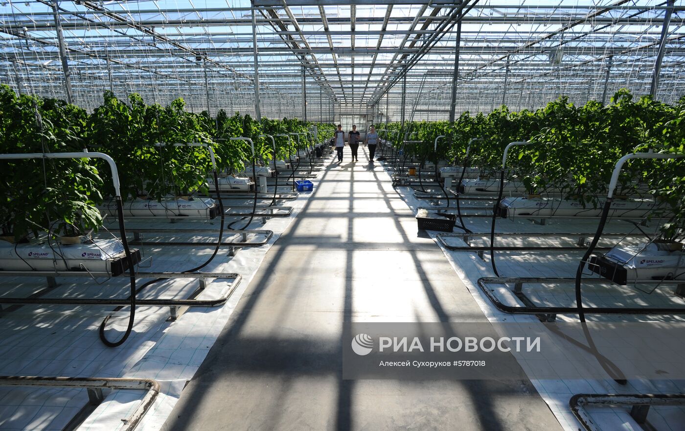 Тепличный комплекс в Тамбовской области