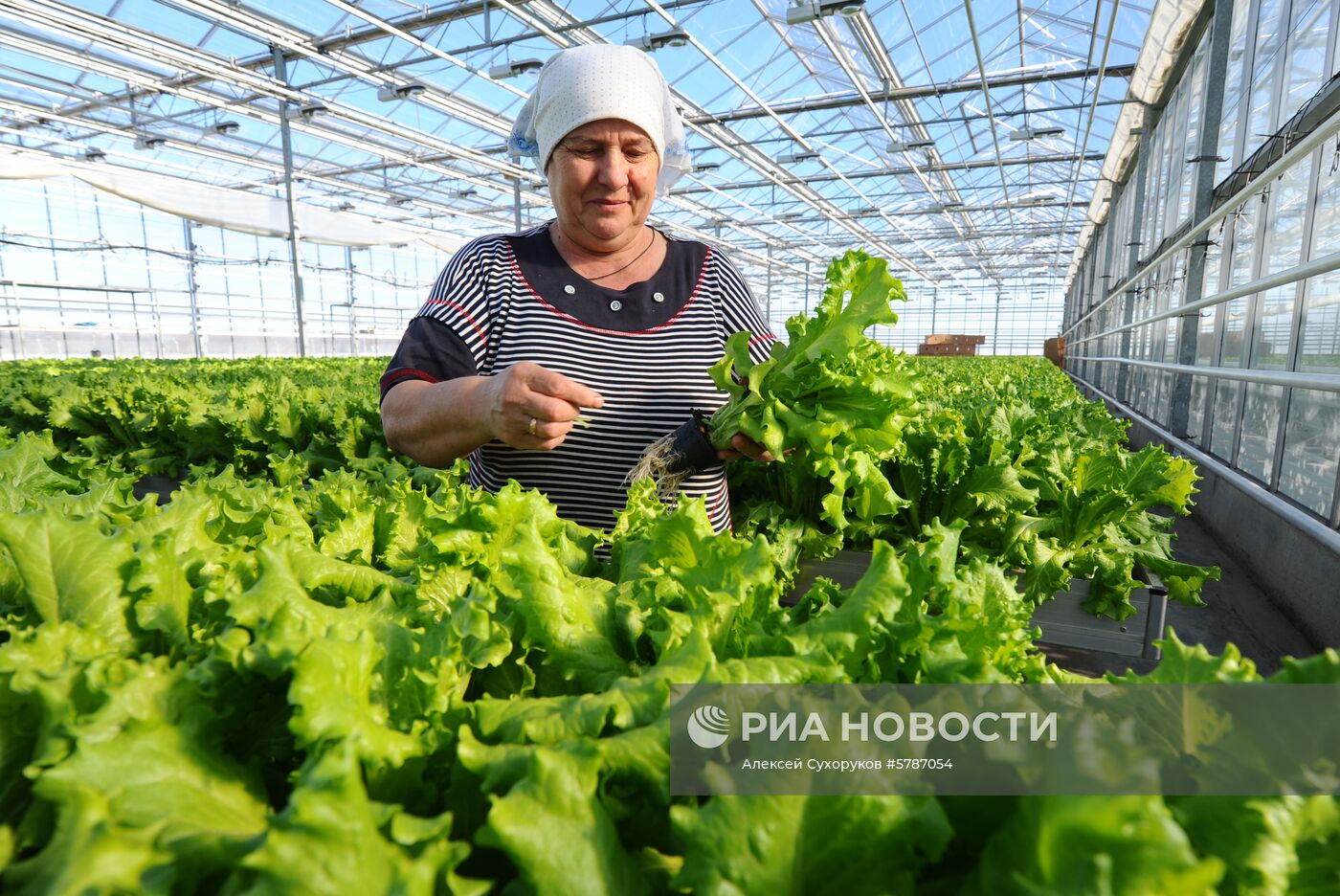 Тепличный комплекс в Тамбовской области