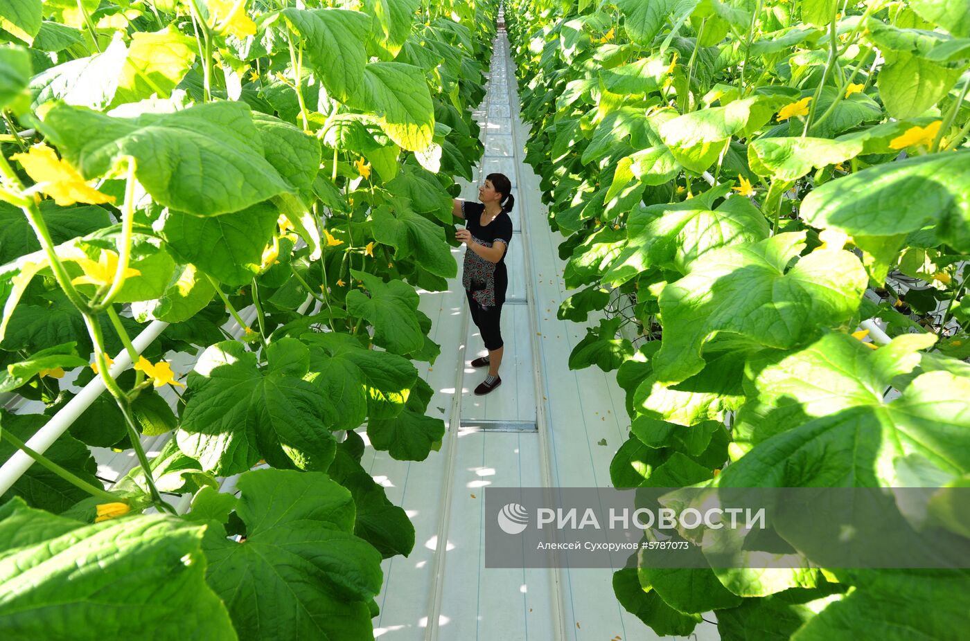 Тепличный комплекс в Тамбовской области