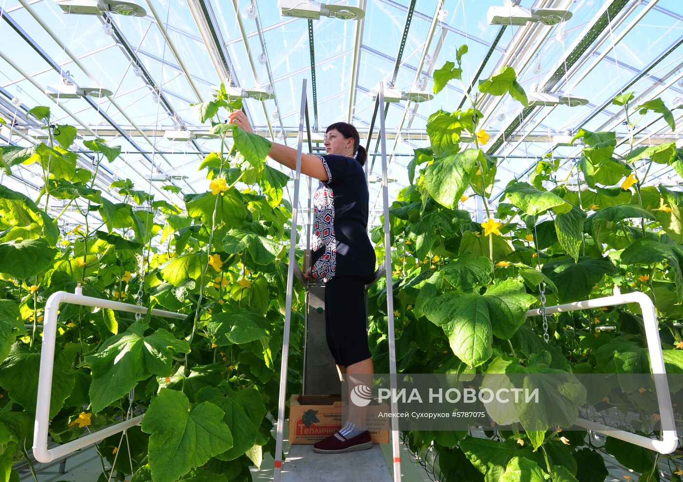 Тепличный комплекс в Тамбовской области