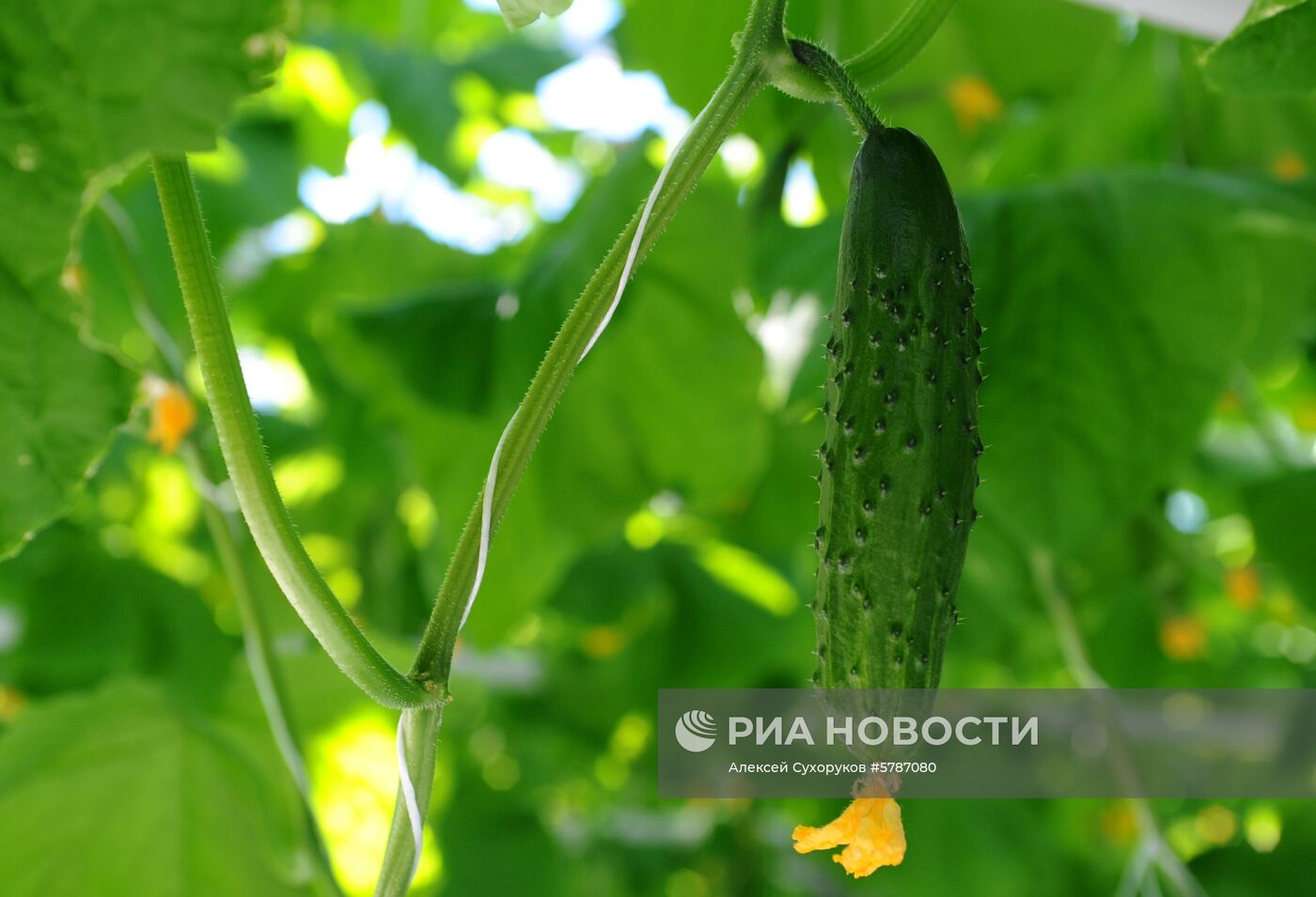 Тепличный комплекс в Тамбовской области