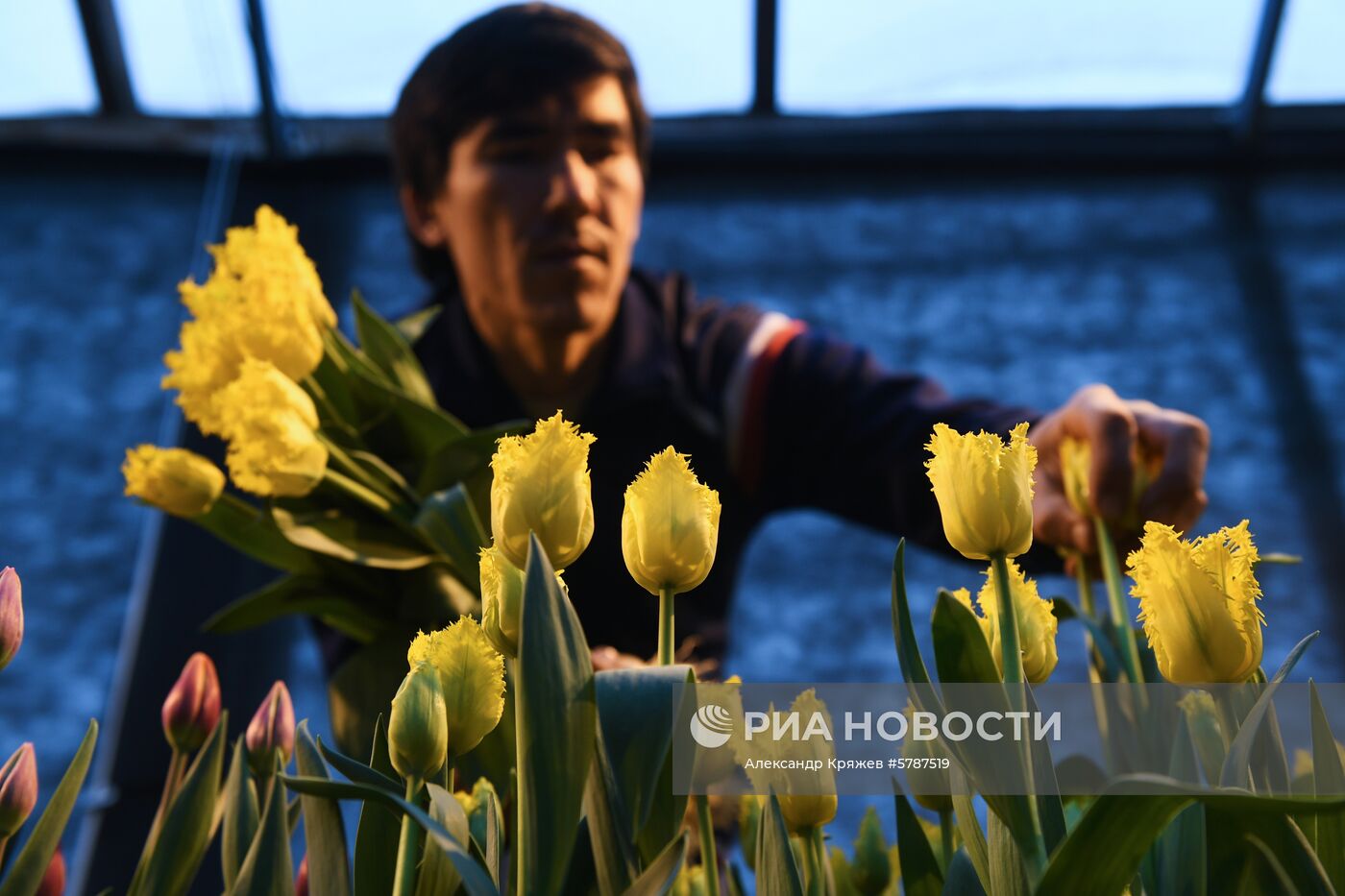 Сбор тюльпанов к 8 марта в Новосибирске