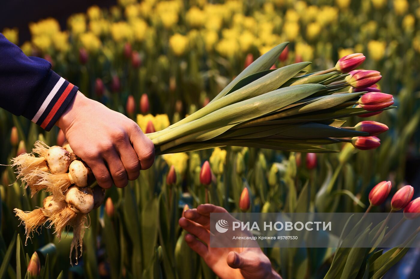 Сбор тюльпанов к 8 марта в Новосибирске