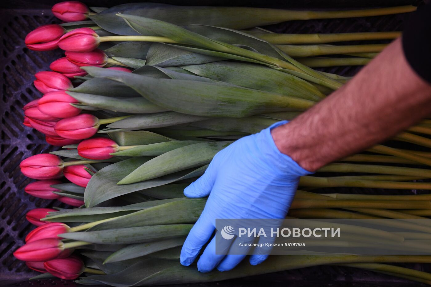 Сбор тюльпанов к 8 марта в Новосибирске