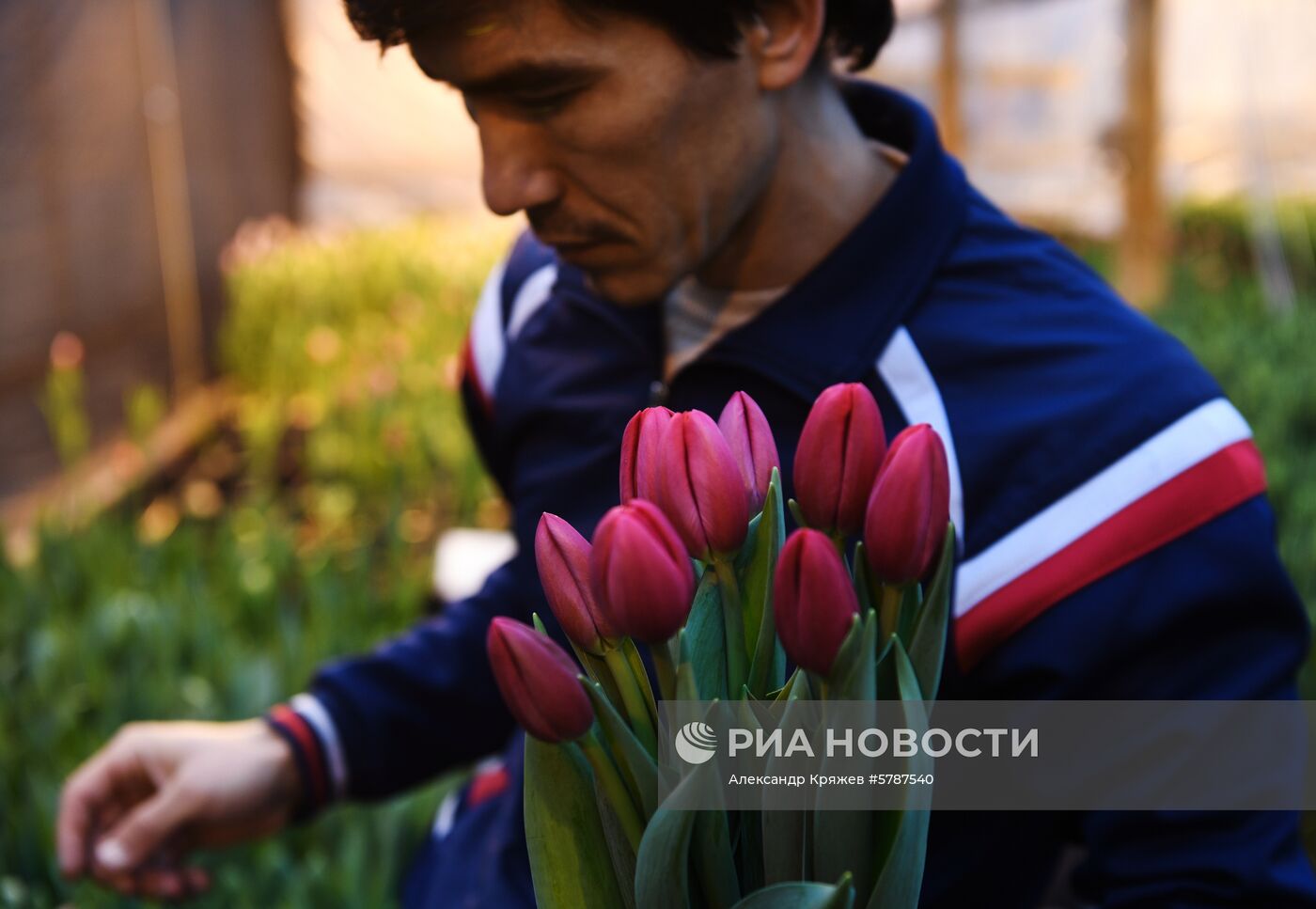 Сбор тюльпанов к 8 марта в Новосибирске