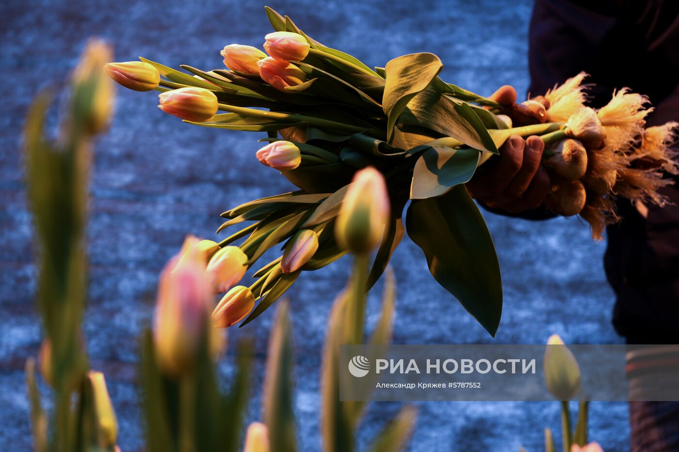 Сбор тюльпанов к 8 марта в Новосибирске