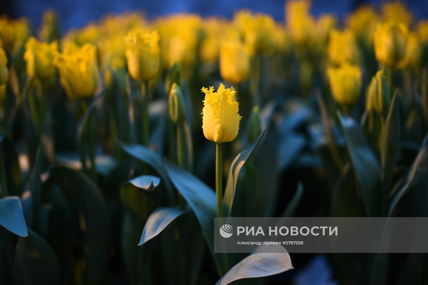 Сбор тюльпанов к 8 марта в Новосибирской области