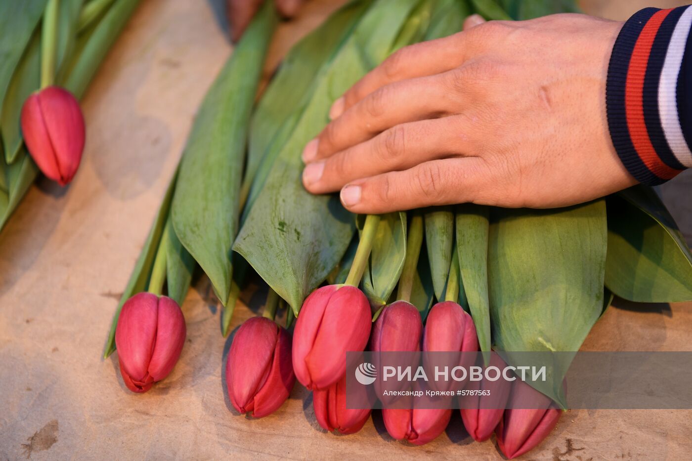 Сбор тюльпанов к 8 марта в Новосибирской области