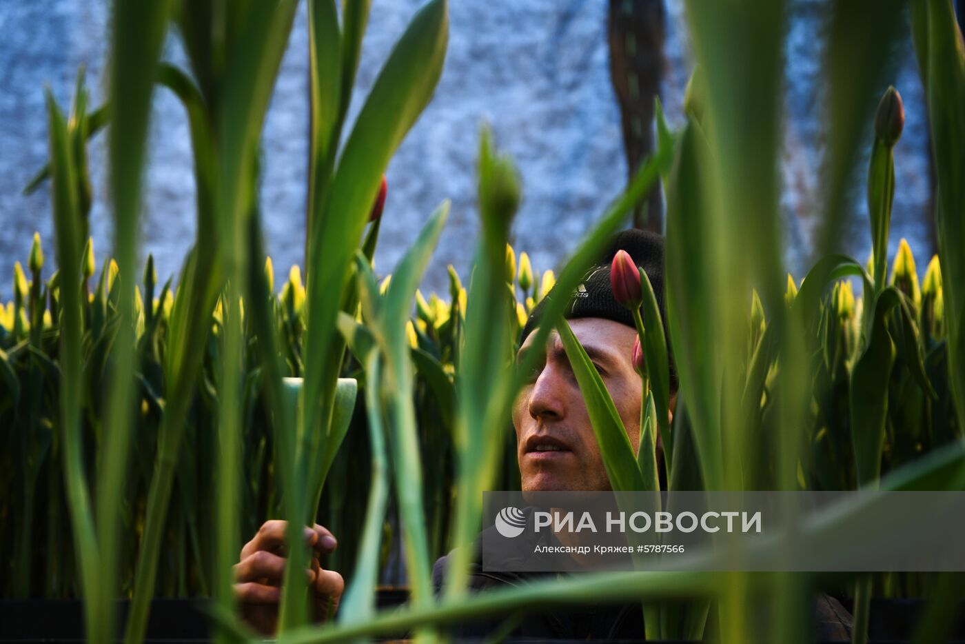 Сбор тюльпанов к 8 марта в Новосибирской области