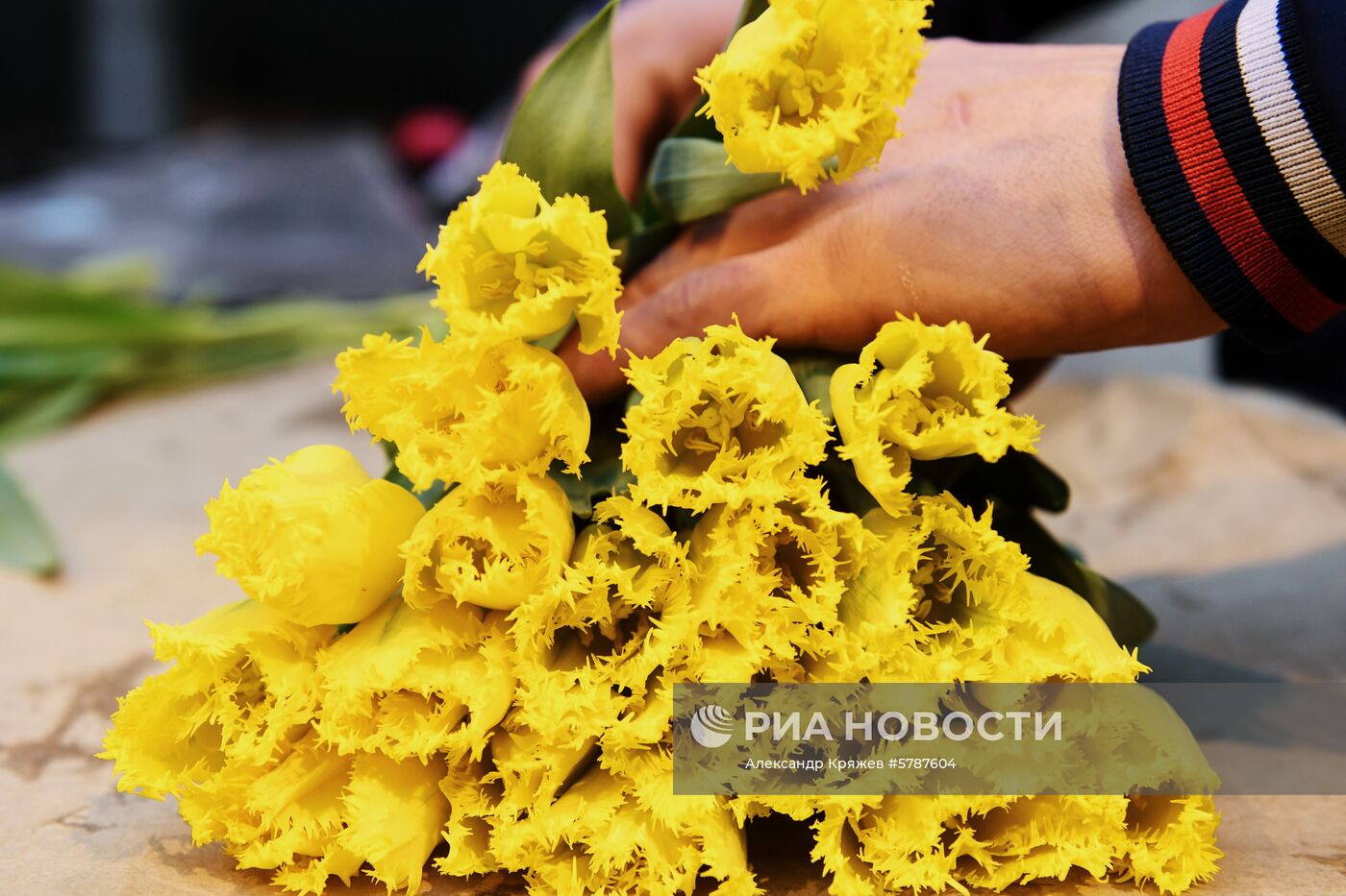 Сбор тюльпанов к 8 марта в Новосибирской области