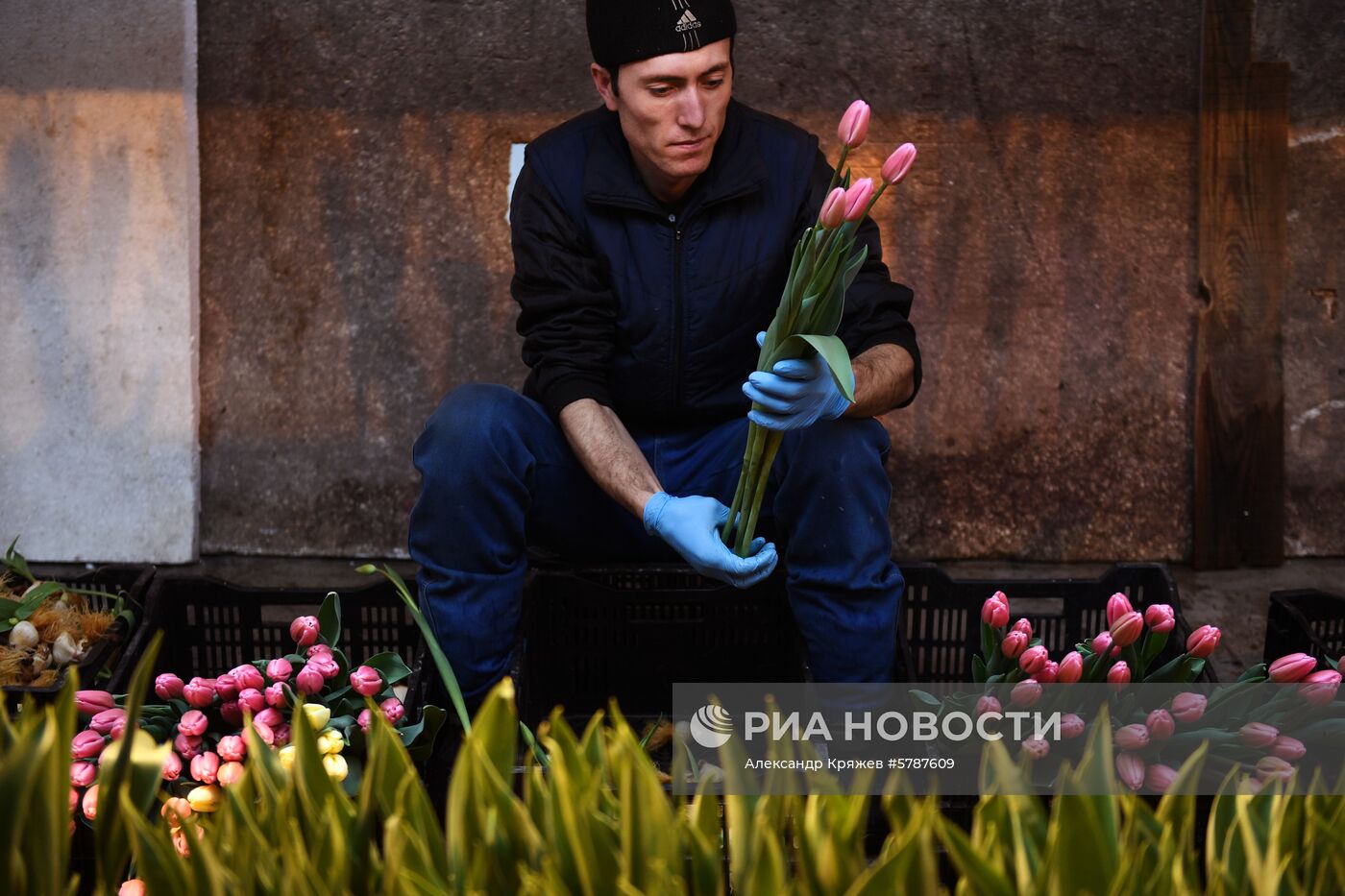 Сбор тюльпанов к 8 марта в Новосибирской области