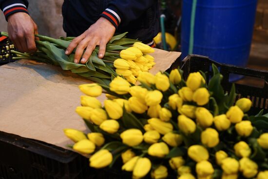 Сбор тюльпанов к 8 марта в Новосибирской области