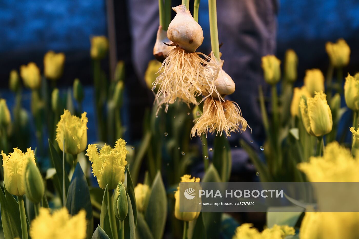 Сбор тюльпанов к 8 марта в Новосибирской области