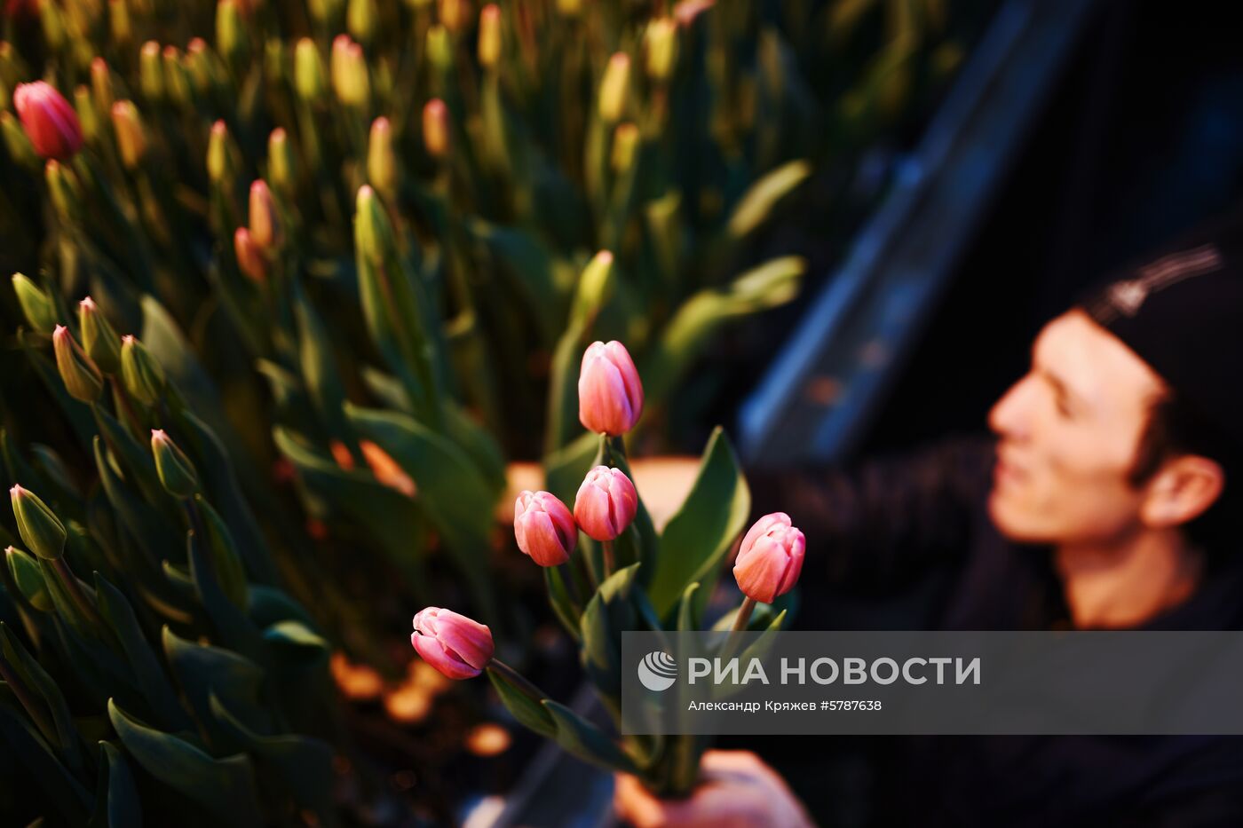 Сбор тюльпанов к 8 марта в Новосибирской области