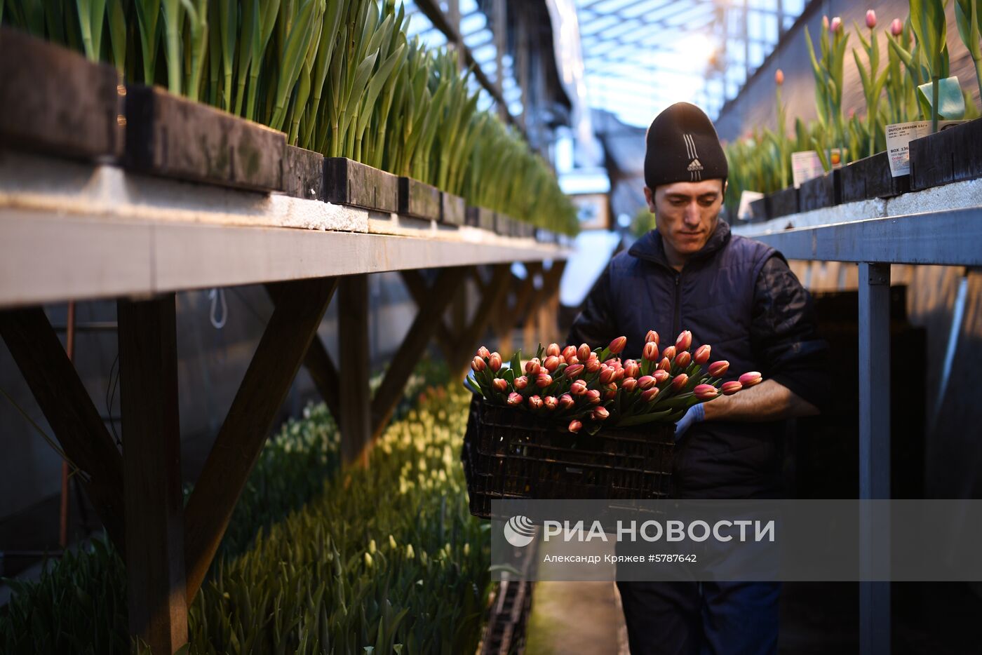 Сбор тюльпанов к 8 марта в Новосибирской области