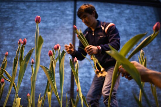 Сбор тюльпанов к 8 марта в Новосибирской области