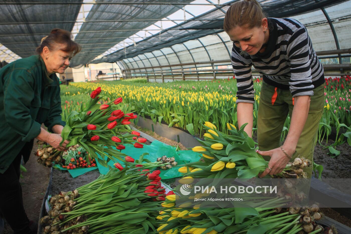 Сбор цветов к 8 Марта в Ставропольском крае