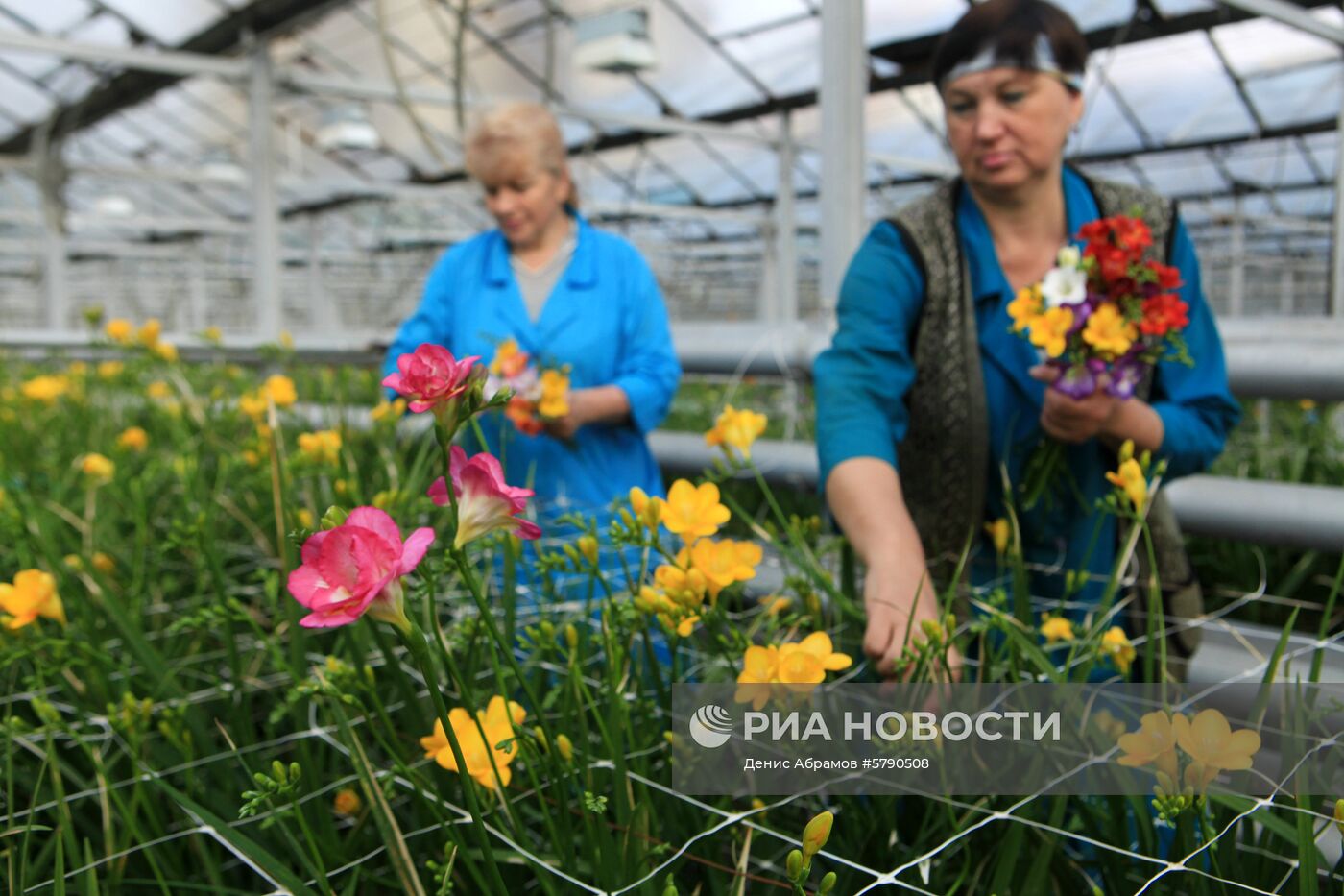 Сбор цветов к 8 Марта в Ставропольском крае