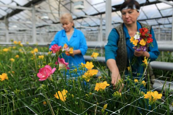 Сбор цветов к 8 Марта в Ставропольском крае