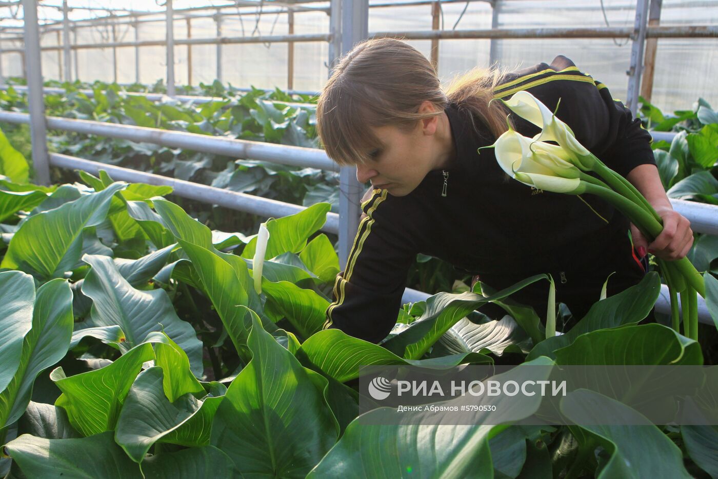 Сбор цветов к 8 Марта в Ставропольском крае