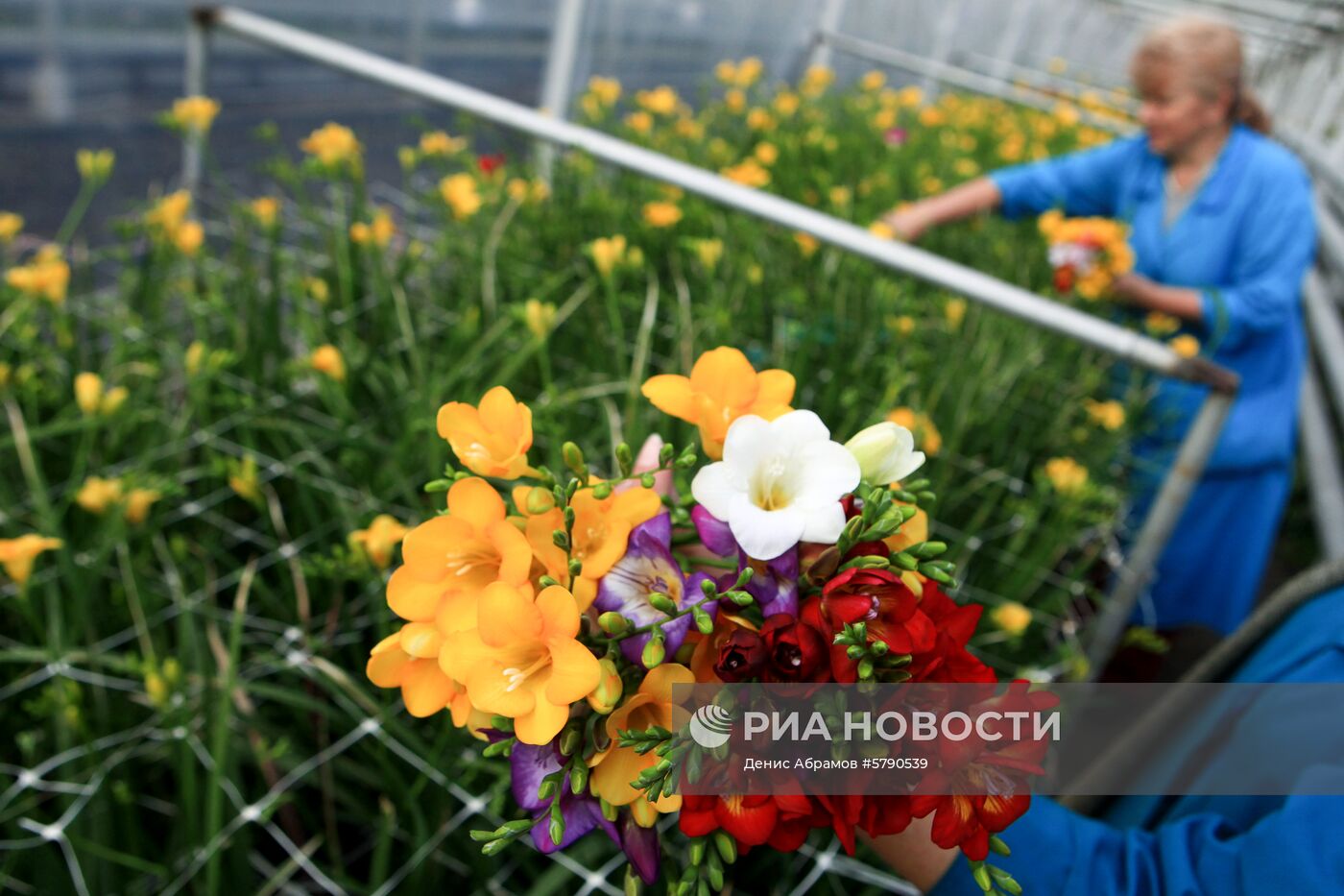 Сбор цветов к 8 Марта в Ставропольском крае