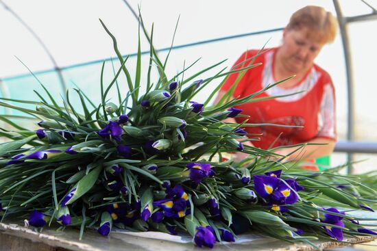 Сбор цветов к 8 Марта в Ставропольском крае