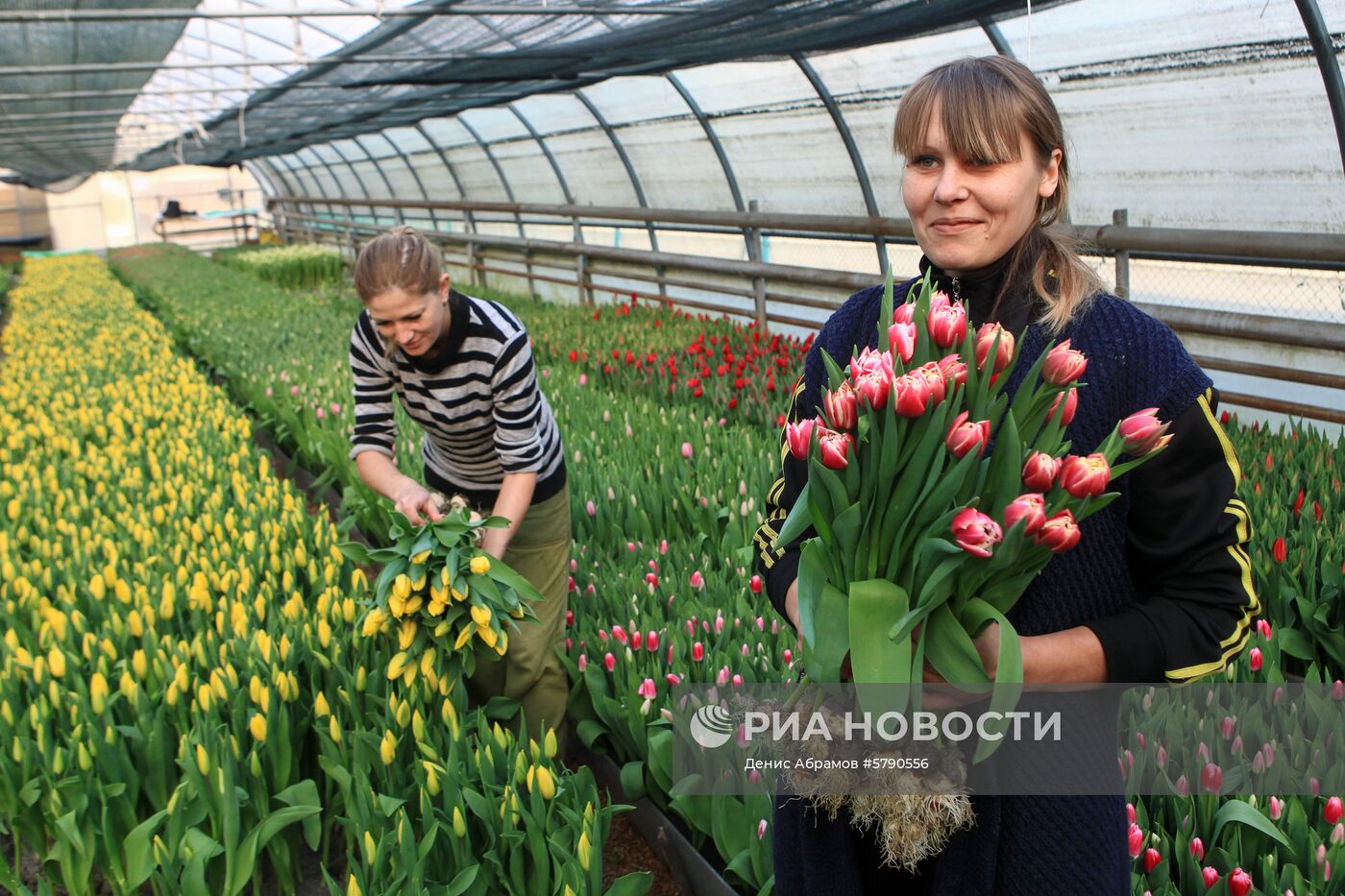 Сбор цветов к 8 Марта в Ставропольском крае