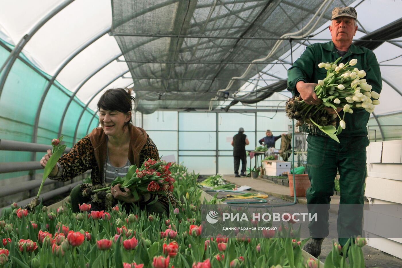 Сбор цветов к 8 Марта в Ставропольском крае