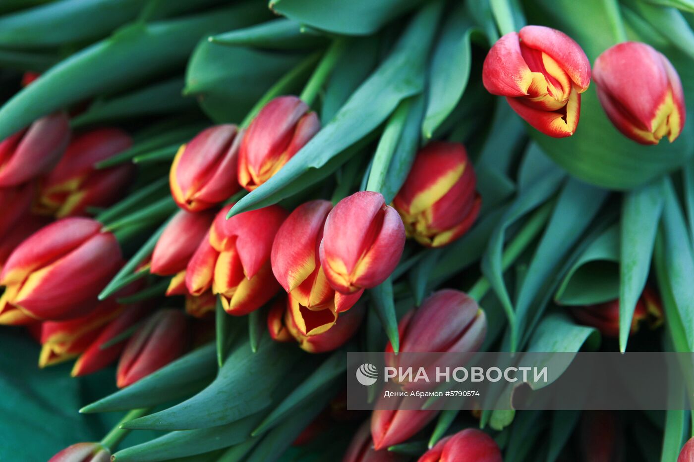 Сбор цветов к 8 Марта в Ставропольском крае