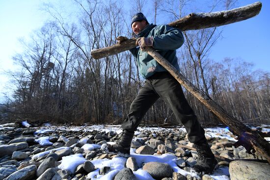 Сбор валежника в Приморье