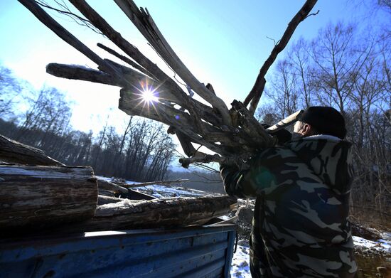 Сбор валежника в Приморье