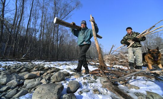 Сбор валежника в Приморье