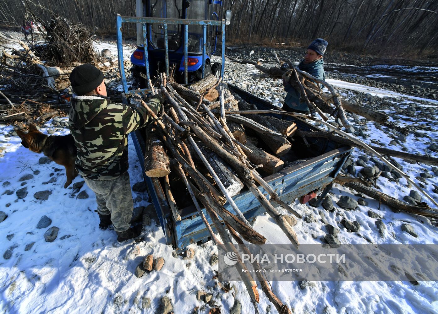 Сбор валежника в Приморье