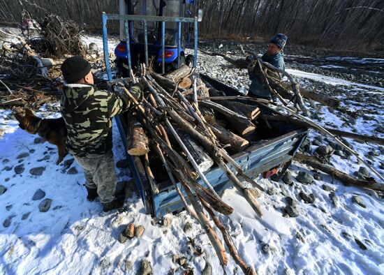 Сбор валежника в Приморье