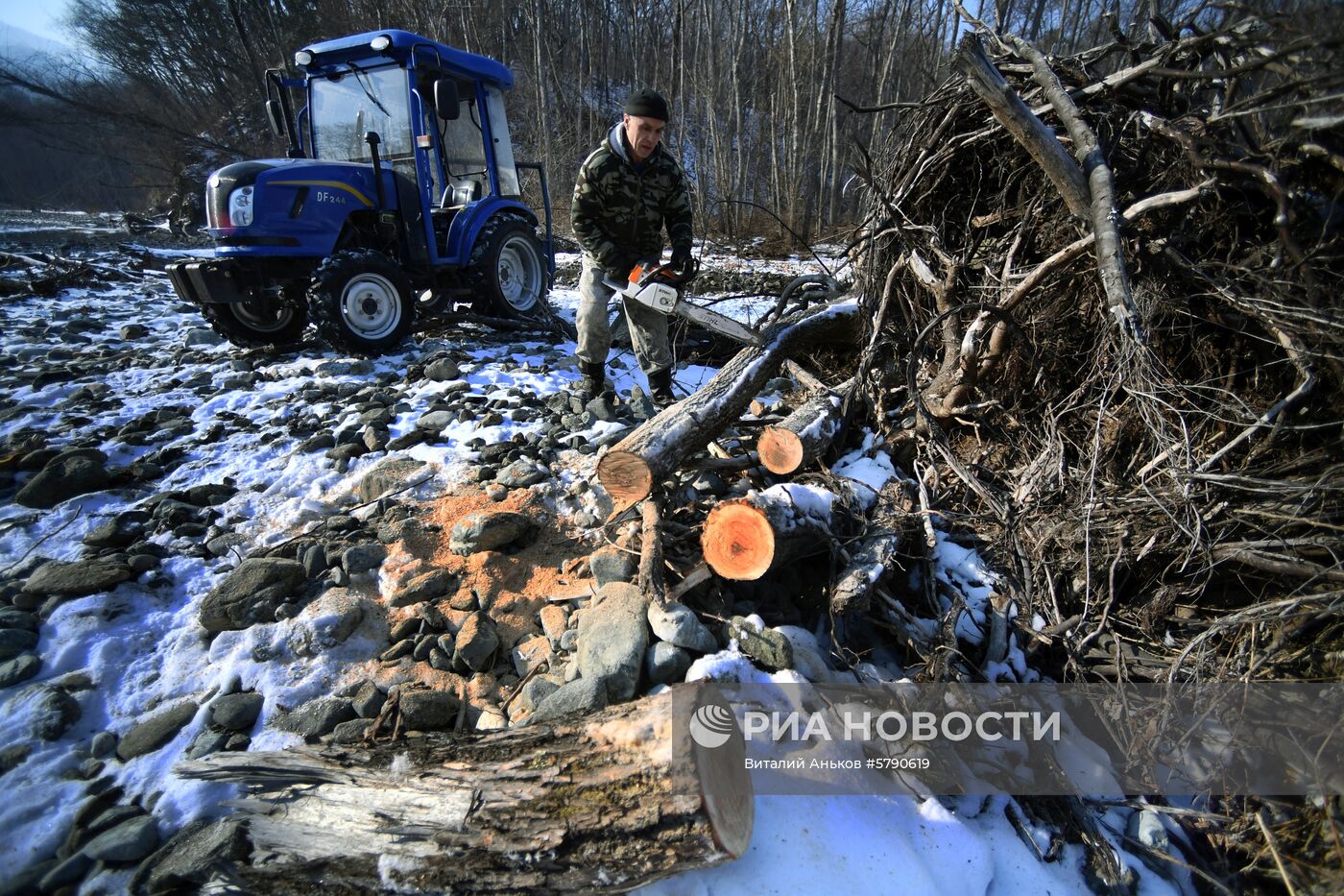 Сбор валежника в Приморье